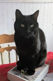 Missing Kitty