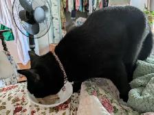 Missing Kitty - Photo 2