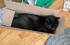 Missing Kitty - Photo 3
