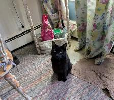Missing Kitty - Photo 4