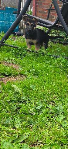Berger allemand pure