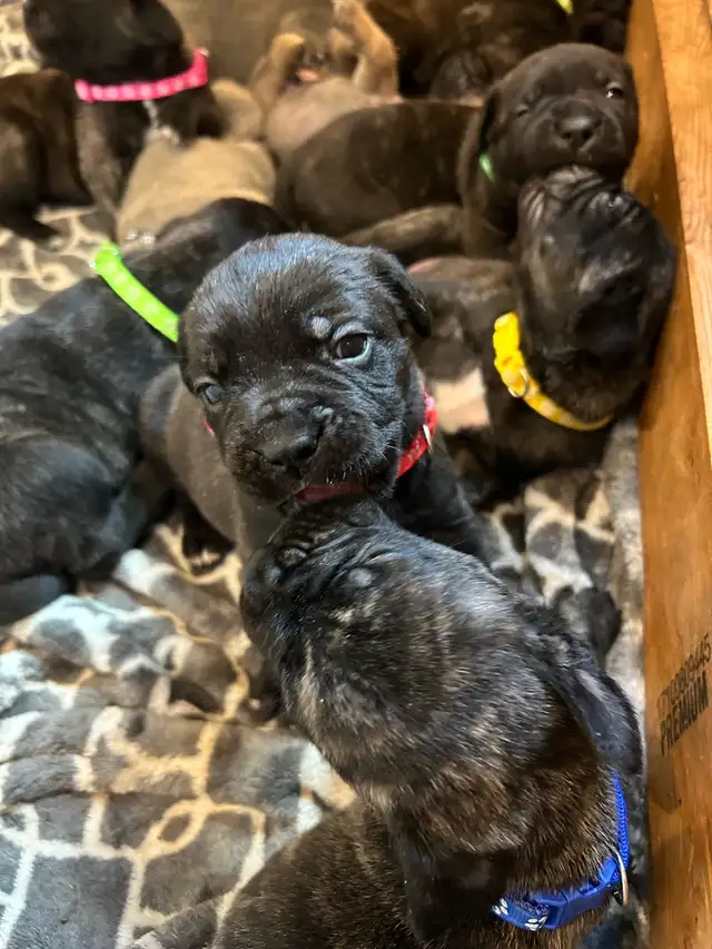 Cute little puppies