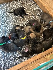 Cute little puppies - Photo 2