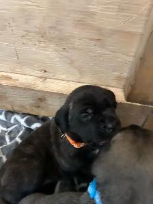 Cute little puppies - Photo 3