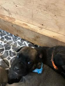 Cute little puppies - Photo 4