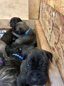 Cute little puppies - Photo 5
