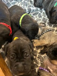 Cute little puppies - Photo 6
