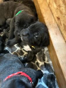 Cute little puppies - Photo 7