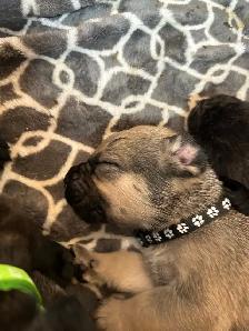 Cute little puppies - Photo 8