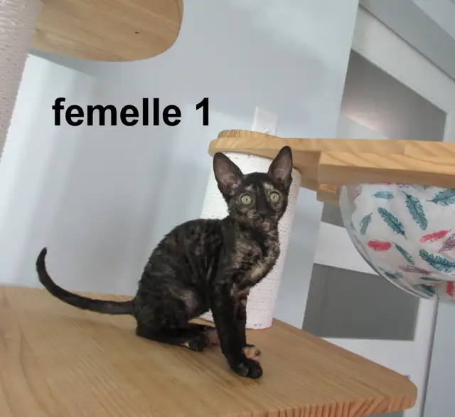 2 femelles rex cornish vermifugé, micropucé