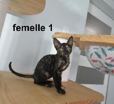 2 femelles rex cornish vermifugé, micropucé