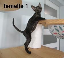 2 femelles rex cornish vermifugé, micropucé - Photo 3