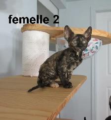 2 femelles rex cornish vermifugé, micropucé - Photo 4
