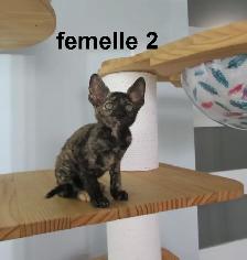 2 femelles rex cornish vermifugé, micropucé - Photo 6