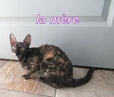 2 femelles rex cornish vermifugé, micropucé - Photo 7