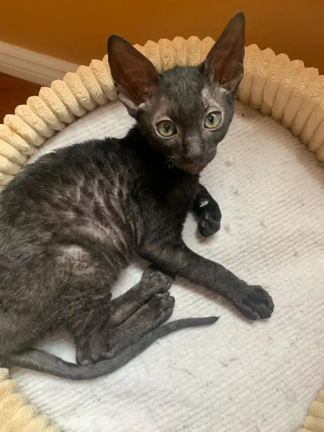 Cornish Rex Kittens, purebred, registered, from Champion lines