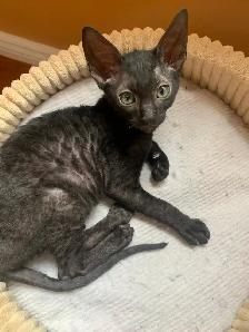 Cornish Rex Kittens, purebred, registered, from Champion lines