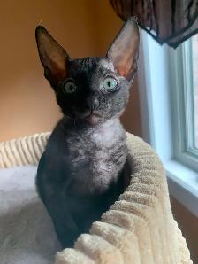 Cornish Rex Kittens, purebred, registered, from Champion lines - Photo 2