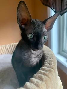Cornish Rex Kittens, purebred, registered, from Champion lines - Photo 3