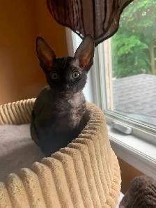 Cornish Rex Kittens, purebred, registered, from Champion lines - Photo 4
