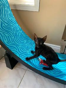Cornish Rex Kittens, purebred, registered, from Champion lines - Photo 5