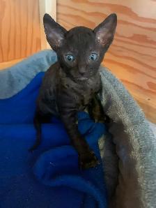 Cornish Rex Kittens, purebred, registered, from Champion lines - Photo 6