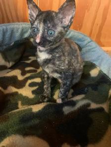 Cornish Rex Kittens, purebred, registered, from Champion lines - Photo 7