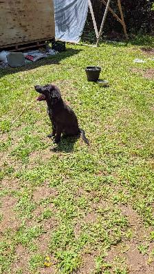 German shepherd/ lab mix