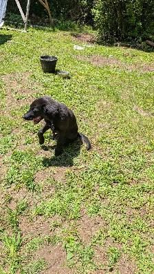 German shepherd/ lab mix - Photo 2
