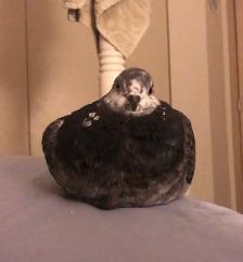 pet sitter - Photo 3