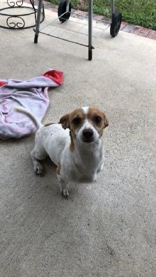 pet sitter - Photo 4