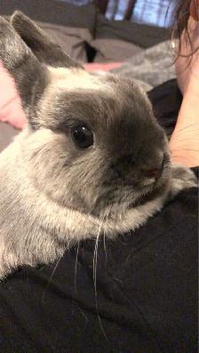 pet sitter - Photo 6