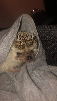 pet sitter - Photo 7