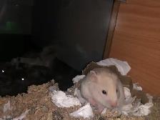 pet sitter - Photo 9