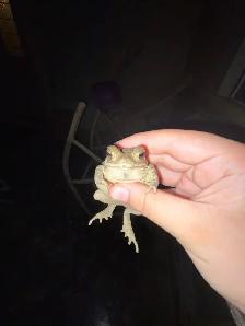 pet sitter - Photo 10