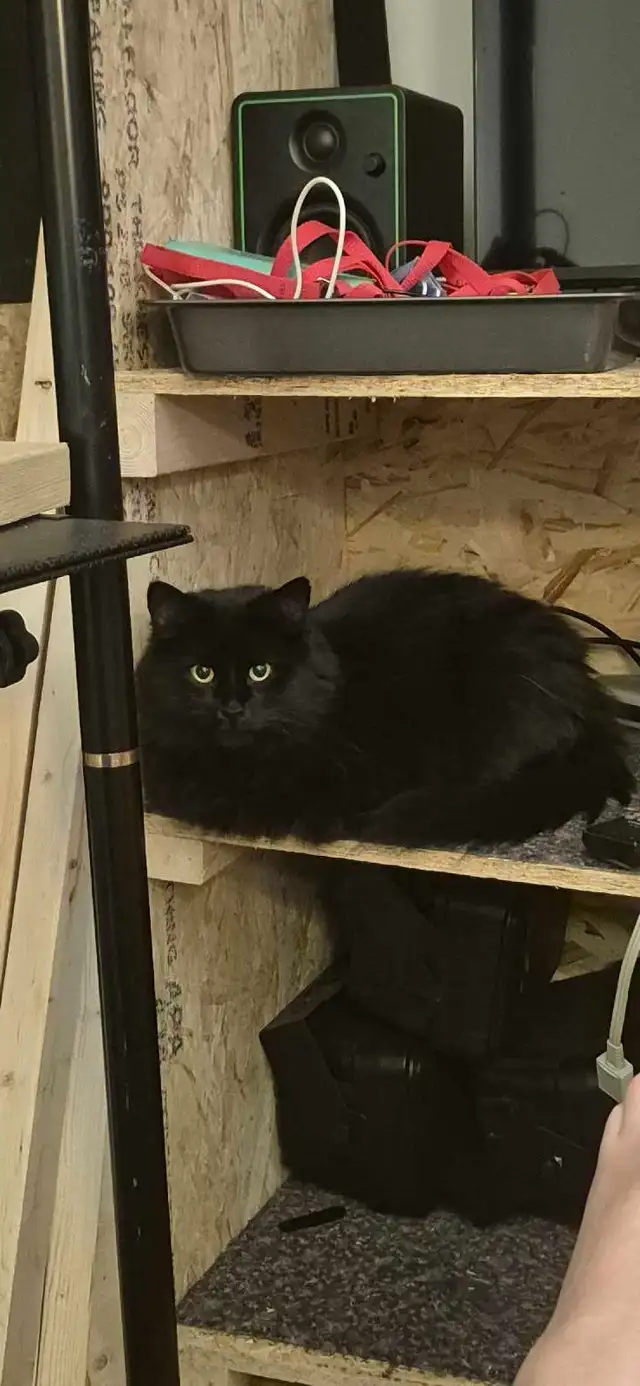 Beautiful Norwegian black Forrest cat fixed
