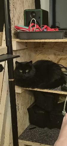 Beautiful Norwegian black Forrest cat fixed