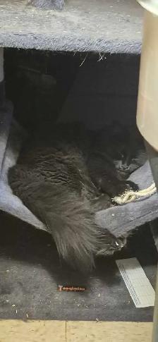 Beautiful Norwegian black Forrest cat fixed - Photo 2