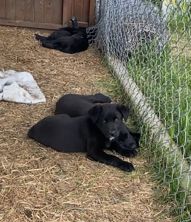 puppies - ready to go - 9wks old