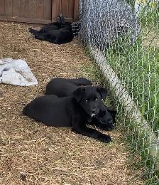 puppies - ready to go - 9wks old