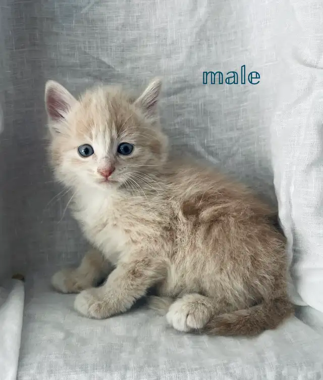 adorable kittens for sale