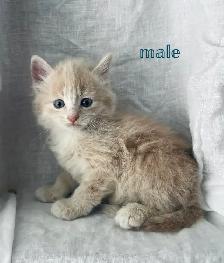 adorable kittens for sale