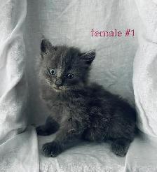 adorable kittens for sale - Photo 2