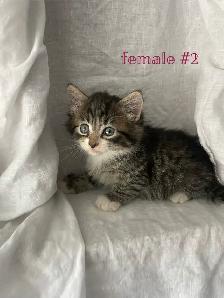 adorable kittens for sale - Photo 3