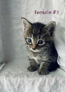 adorable kittens for sale - Photo 4