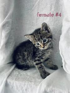 adorable kittens for sale - Photo 5