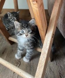 adorable kittens for sale - Photo 6
