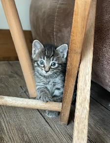 adorable kittens for sale - Photo 7