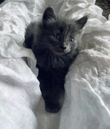 adorable kittens for sale - Photo 8