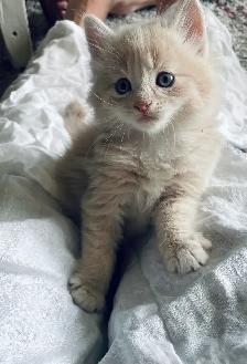 adorable kittens for sale - Photo 9